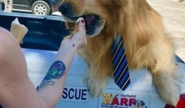 金毛市长娱乐吃瓜酱,揭秘娱乐圈幕后故事