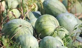 吃瓜娱乐木木子,木木子带你领略娱乐圈的欢乐时光