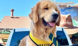 金毛市长娱乐吃瓜酱,揭秘娱乐圈幕后故事