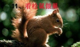 娱乐吃瓜小松鼠小说下载,揭秘小说世界中的趣味下载之旅