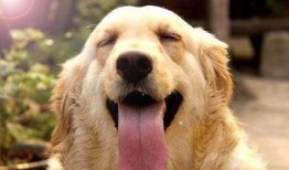 金毛市长娱乐吃瓜酱,揭秘娱乐圈幕后故事